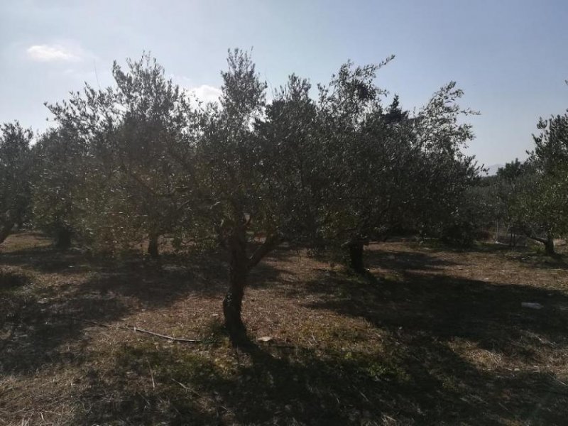 Aspro Olivenhain mit Meer- und Bergblick auf Kreta zum Verkauf Grundstück kaufen